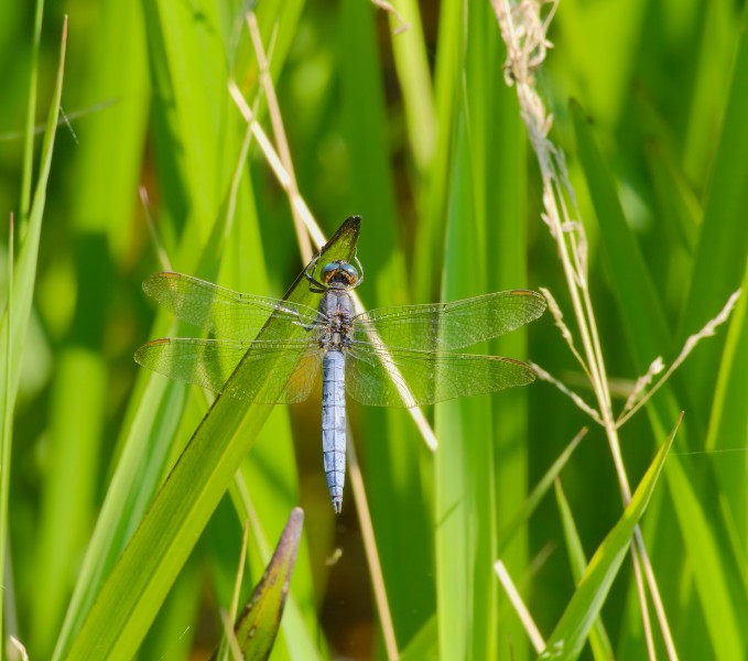 2014.07.18.-01-Schwarzbach Woellnau--Kleiner Blaupfeil-Maennchen
