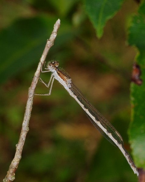 2014.09.20.-8-Kaefertaler Wald-Mannheim--Gemeine Winterlibelle-Maennchen