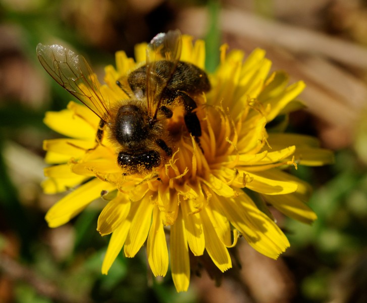 2014-04-06 15-39-48 abeille