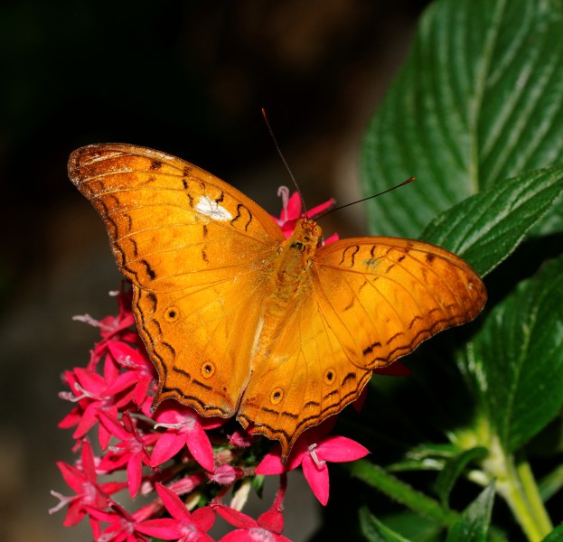2014-05-01 15-26-47-papillon-hunawihr