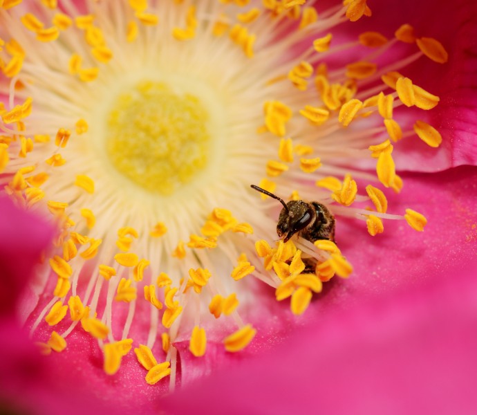2014-06-23 12-52-58 hymenoptera