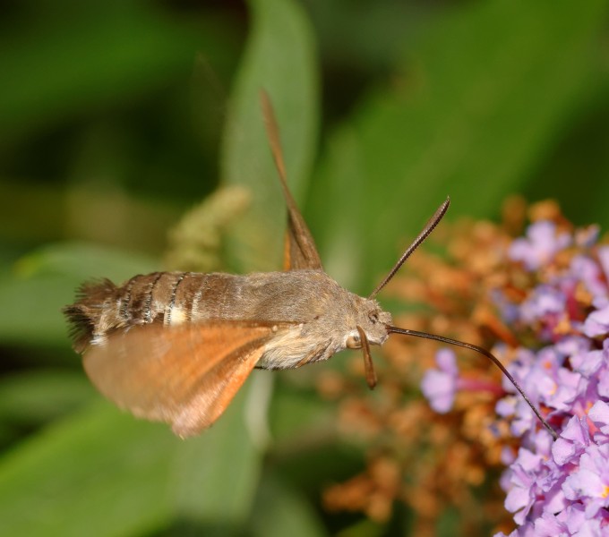 2015-07-27 18-27-20 Macroglossum-stellatarum