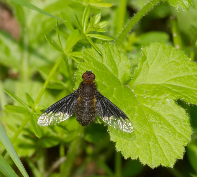 2015.06.06.-02-See Pfingstberg Mannheim-Rheinau--Wollschweber-Hemipenthes morio