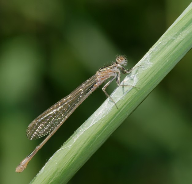 2015.06.06.-05-See Pfingstberg Mannheim-Rheinau--Grosse Pechlibelle-Weibchen