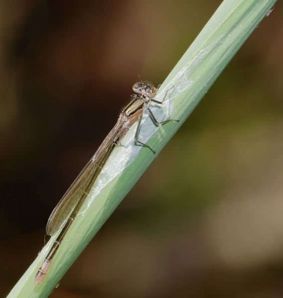 2015.06.06.-06-See Pfingstberg Mannheim-Rheinau--Grosse Pechlibelle-Weibchen