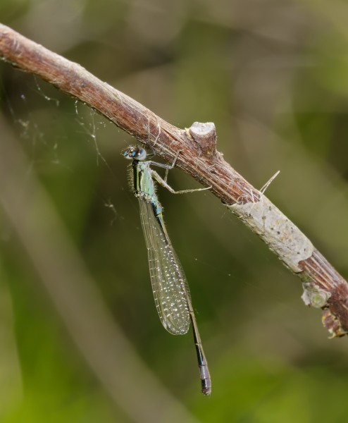2015.06.06.-07-See Pfingstberg Mannheim-Rheinau--Grosse Pechlibelle-Maennchen
