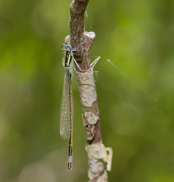2015.06.06.-08-See Pfingstberg Mannheim-Rheinau--Grosse Pechlibelle-Maennchen