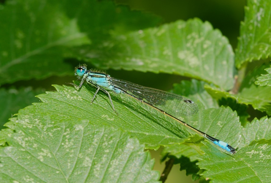 2015.06.26.-01-Vogelstangsee Mannheim--Grosse Pechlibelle-Maennchen