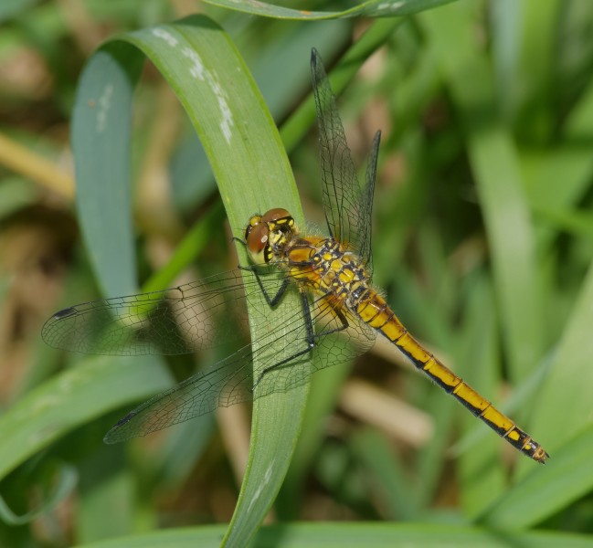 2015.07.07.-24-Mulde Eilenburg--Schwarze Heidelibelle-Weibchen