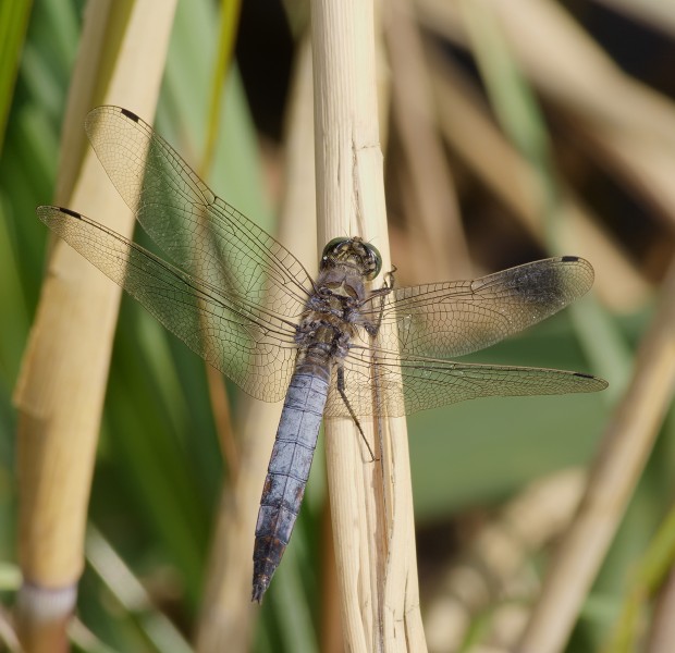 2015.08.05.-02-Anglersee Huettenfeld-Lampertheim--Grosser Blaupfeil-Maennchen