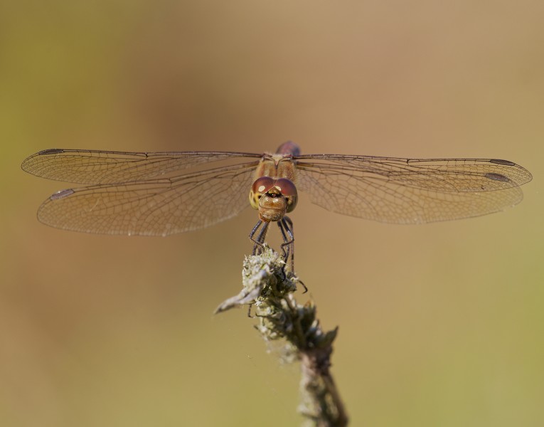 2016.09.09.-10-Anglersee Bruehl--Grosse Heidelibelle-Weibchen