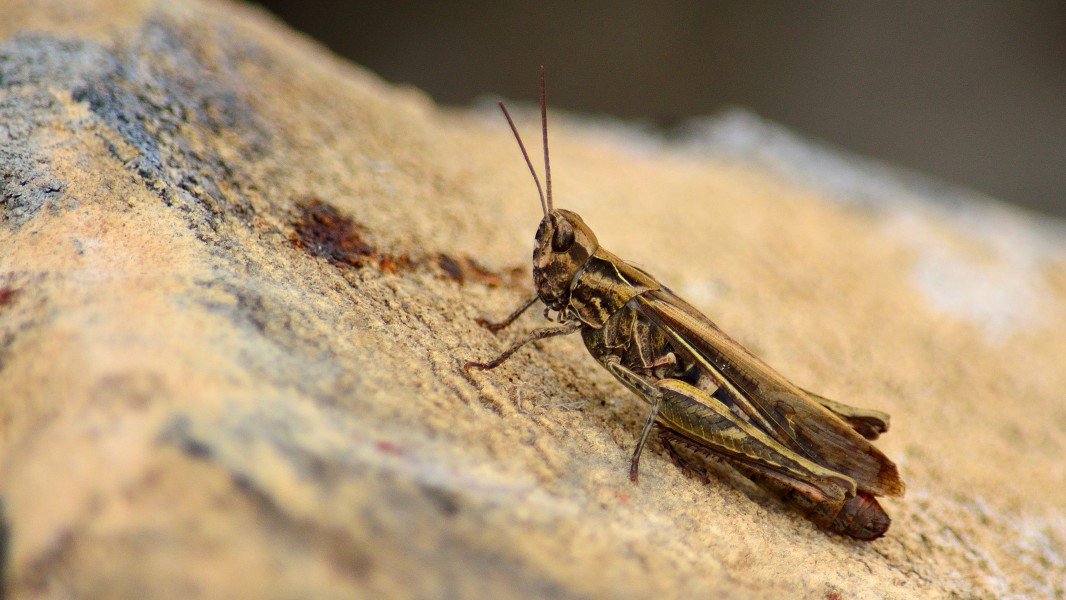 20160917 mk chothippus biguttulus