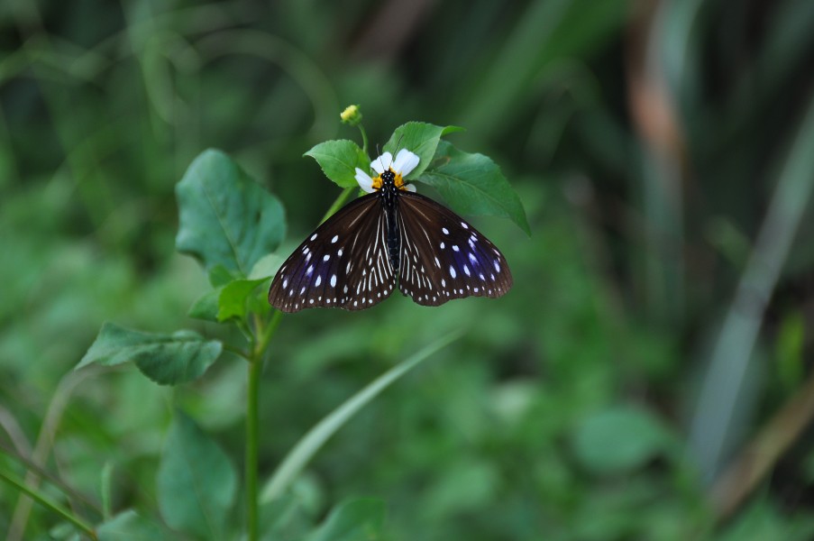 282端紫斑蝶11(李淑惠攝) (12944208663)