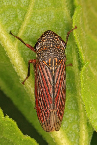 366 - Leafhopper - Cuerna costalis, Bernheim Forest, Clermont, Kentucky