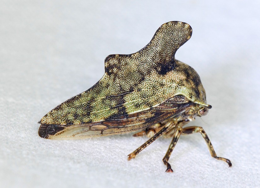 366 - Treehopper - Telamona species?, McKinney Roughs Nature Park, Cedar Creek, Texas