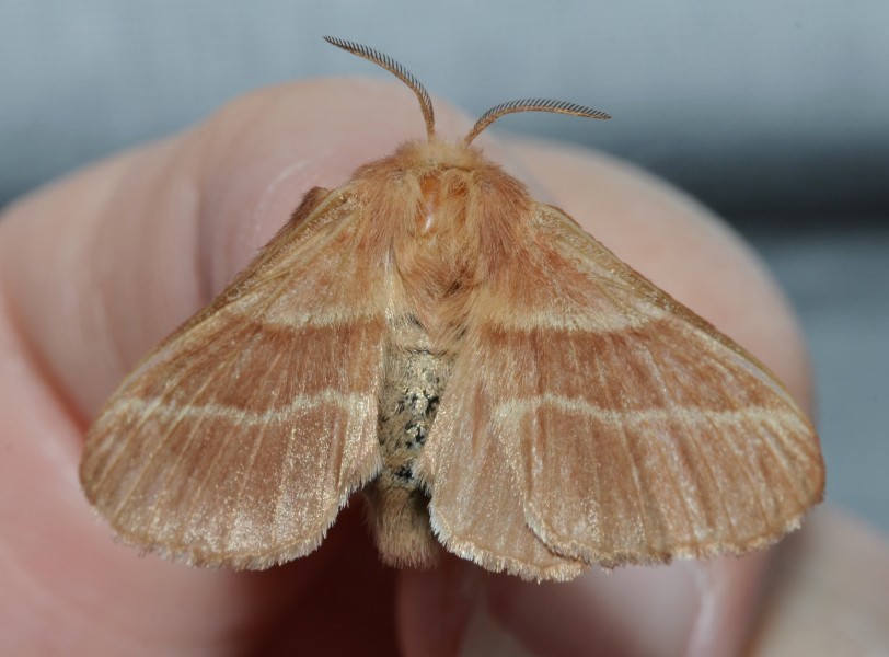 - 7701 – Malacosoma americana – Eastern Tent Caterpillar Moth (18204450679)