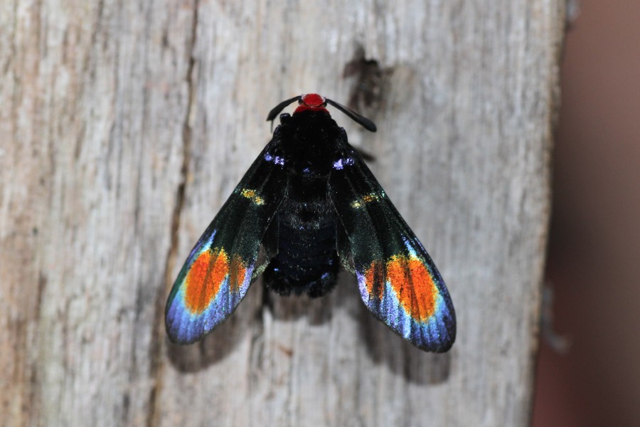 ?? (Erebidae- Arctiinae- Arctiini- Euchromiina) (24425275425)