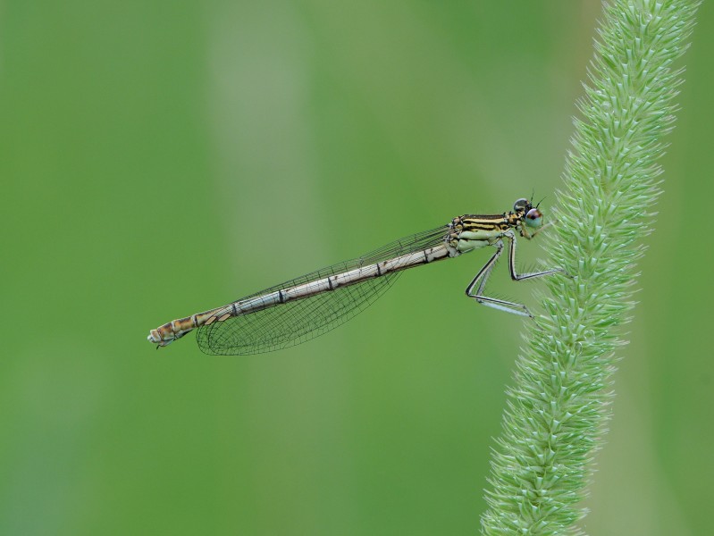 ♀ Blaue Federlibelle, Platycnemis pennipes 4