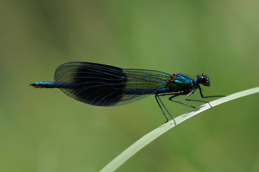 ♂ Gebänderte Prachtlibelle Calopteryx splendens 5