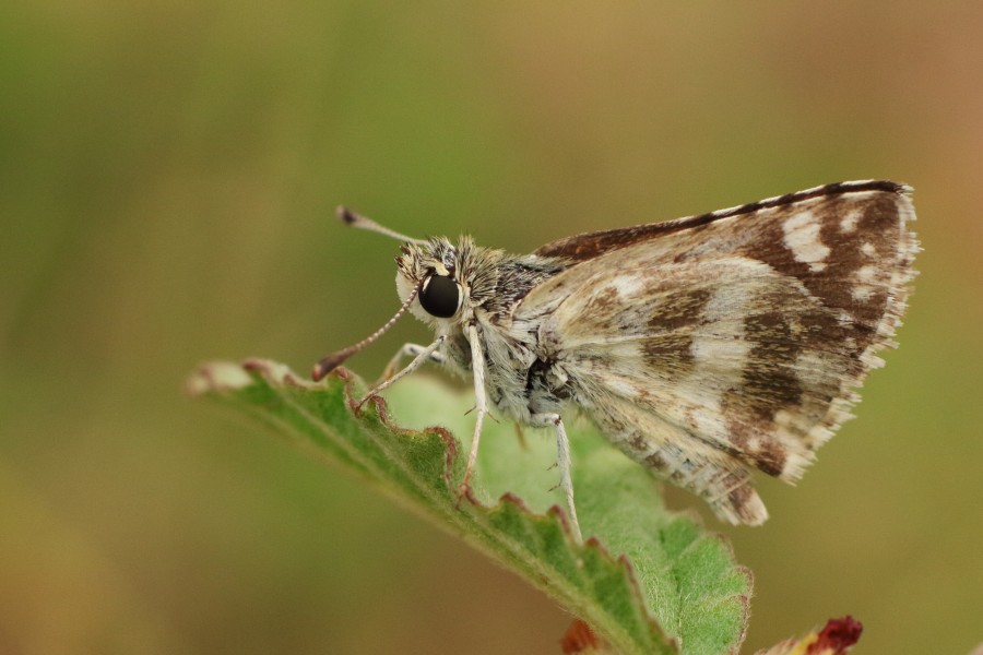 நரை சிறகுத் தாவி - Indian Skipper - Spialia galba