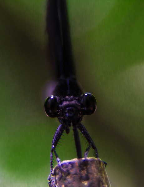 ดวงตาของแมลงปอ