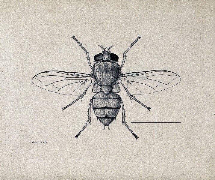 A blow fly (Bengalia depressa). Pen and ink drawing by A.J.E Wellcome V0022575