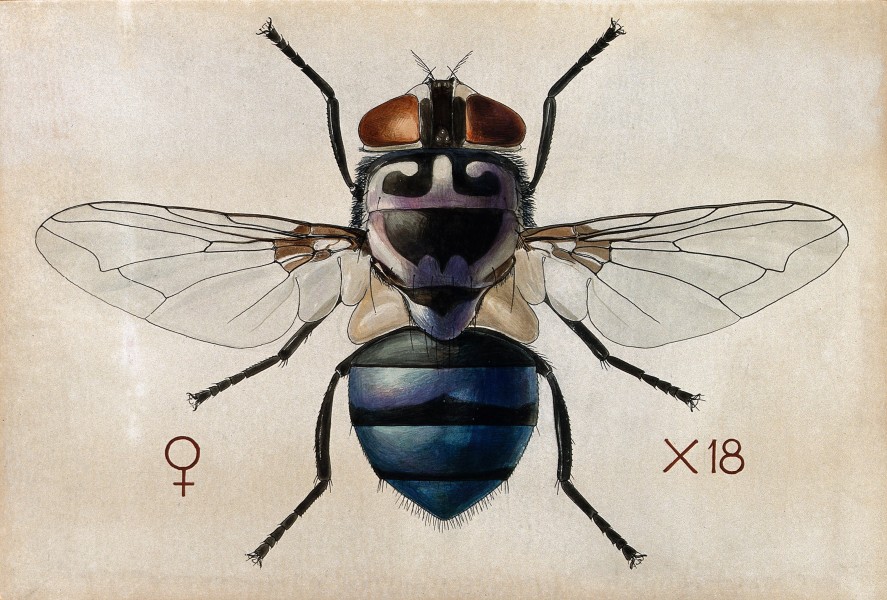 A blow fly (Chrysomya chloropyga). Coloured drawing by A.J.E Wellcome V0022553