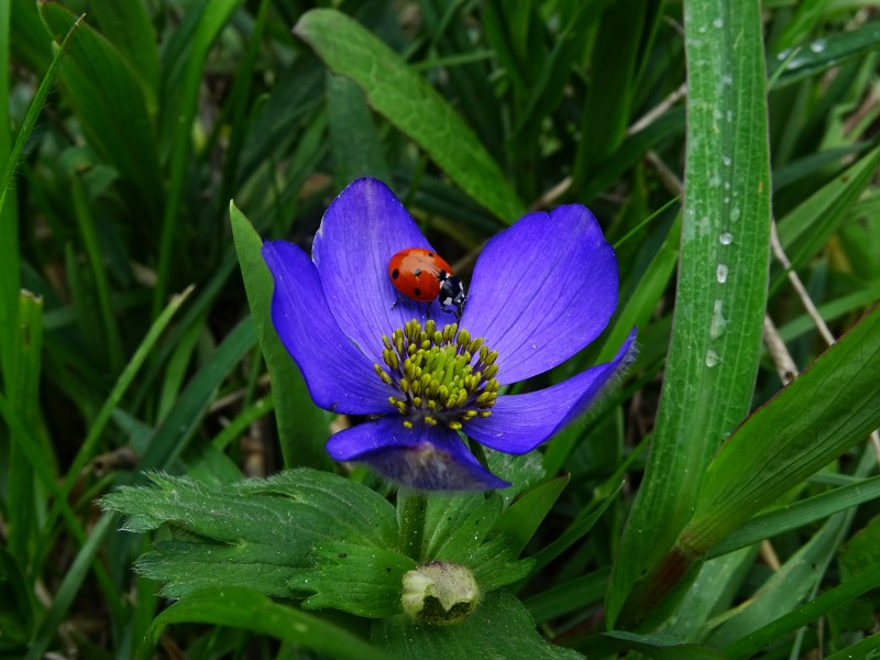 A flower and a lady(bug)