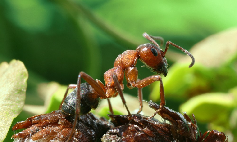 A Formica rufa sideview
