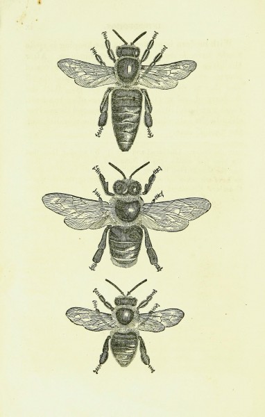 A key to successful bee-keeping (Page x) BHL42134850
