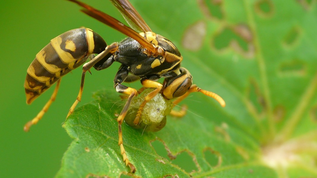 A Wasp with prey (14466345489)
