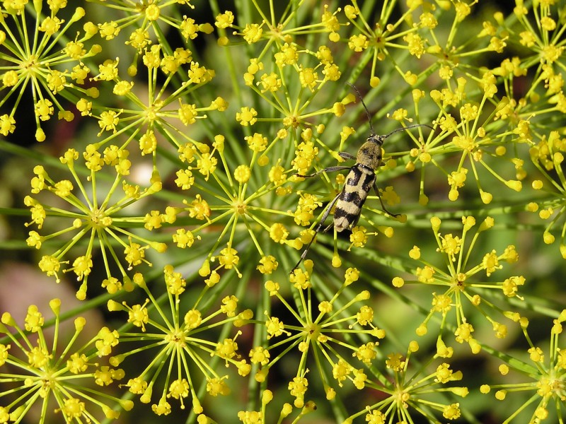 Ab insect 012