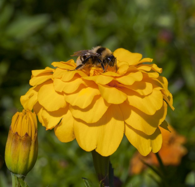 Abeja (Bombus) en un clavel de Indias (Tagetes patula), jardín botánico de Tallin, Estonia, 2012-08-12, DD 01