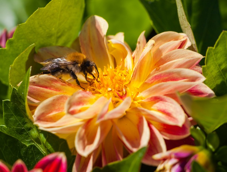 Abeja (Bombus) en una Dahlia x hortensis, jardín botánico de Tallin, Estonia, 2012-08-12, DD 02