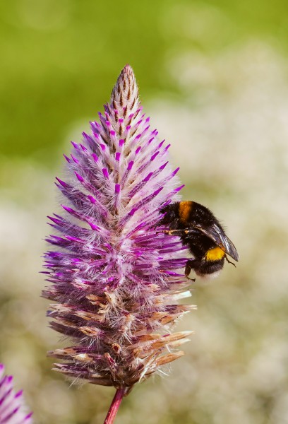 Abeja (Bombus terrestris) en un Ptilotus exaltatus, jardín botánico de Tallin, Estonia, 2012-08-12, DD 01