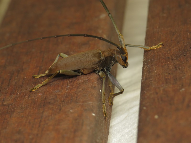 Acalolepta aesthetica (15873345761)