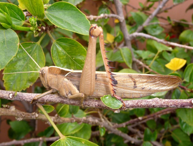 Acanthacris ruficornis - Flickr - gailhampshire (2)