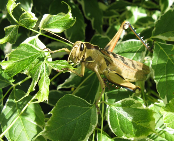 Acanthacris ruficornis Acrididae IMG 2127s