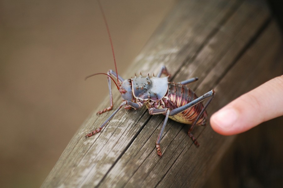 Acanthoplus discoidalis, South Africa, Kruger Park by Rockwurm
