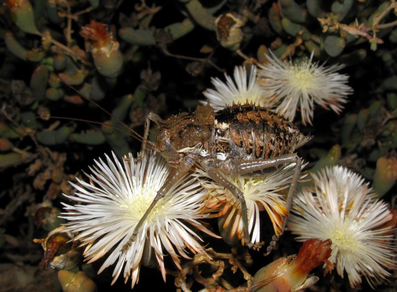 Acanthoproctus cervinus (Corn Cricket) - Bradyporidae (4086824693)