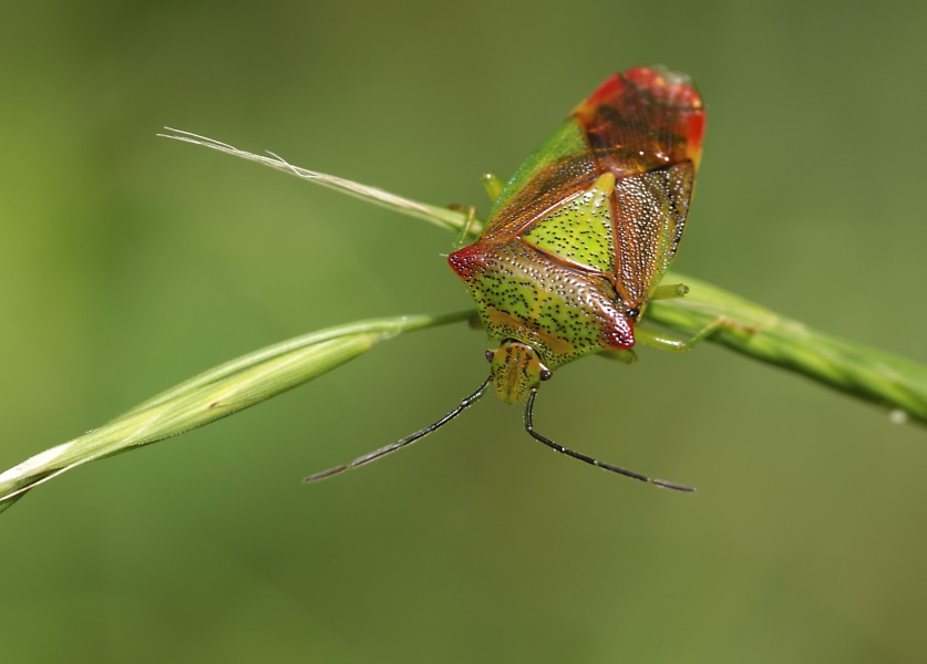 Acanthosoma haemorrhoidale-pjt2
