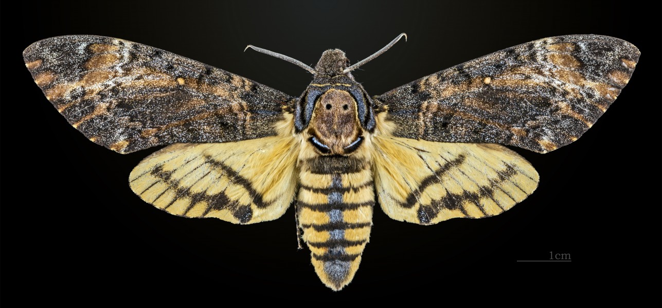 Acherontia styx styx MHNT CUT 2010 0 36 Ban Keum Laos Female dorsal