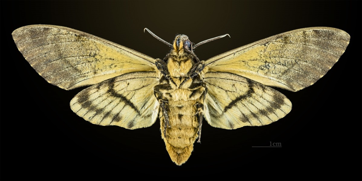 Acherontia styx styx MHNT CUT 2010 0 36 Ban Keum Laos Female ventral