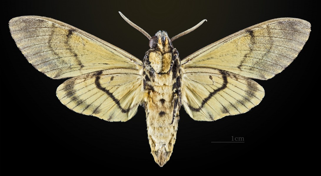 Acherontia styx styx MHNT CUT 2010 0 36 Cambodge male ventral