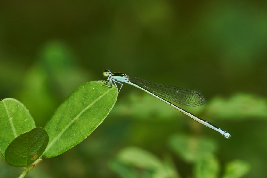 Aciagrion occidentale-Kadavoor-2017-07-02-002