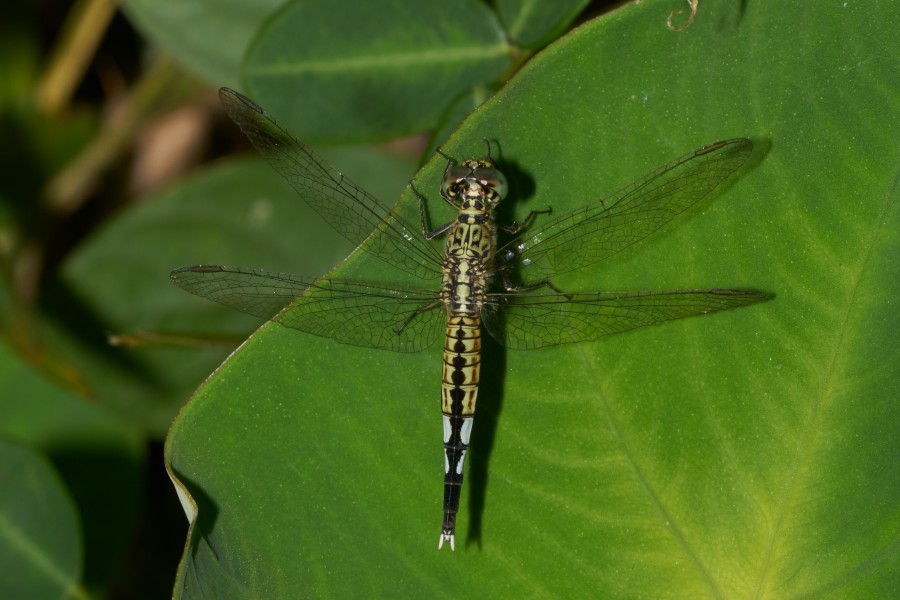 Acisoma panorpoides-Kadavoor-2016-09-08-001