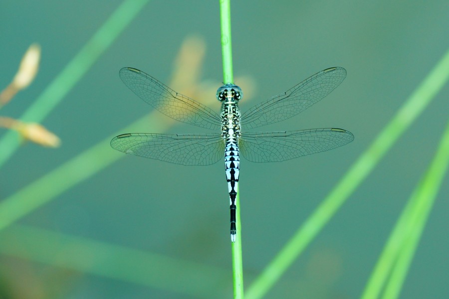 Acisoma panorpoides 03192