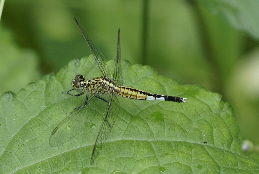 Acisoma panorpoides 6806