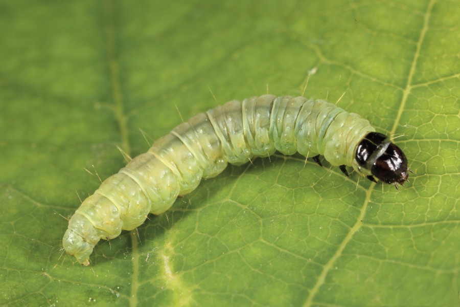 Acleris ferrugana larva