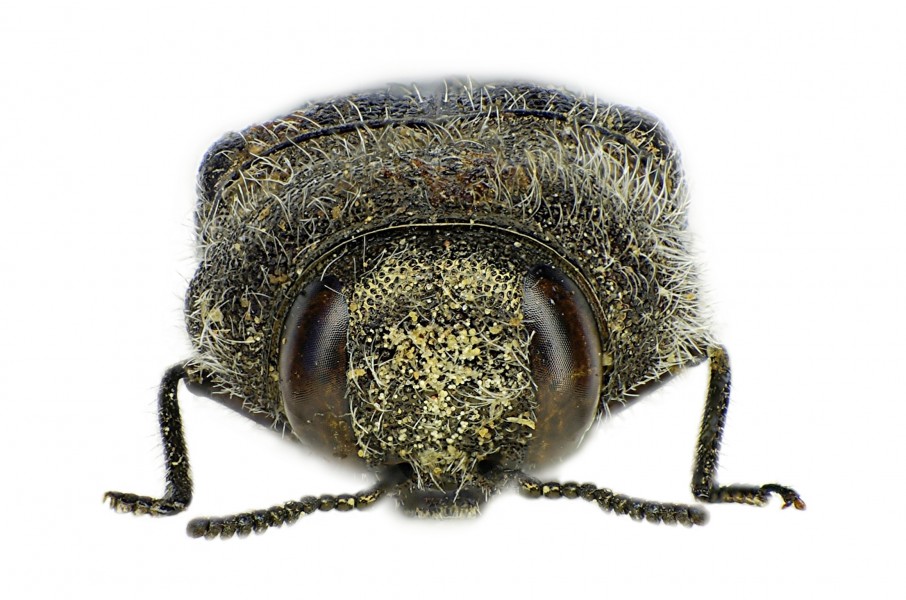 Acmaeodera brevipes front